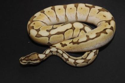Python regius Butterpastel Lesser Lesserbee Spider Pastel