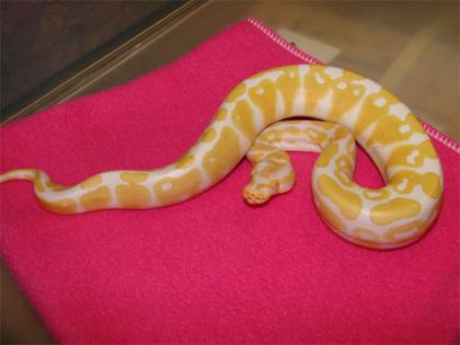Verkaufe meine 1. 1 Albino Biete zwei Königspythonspärchen.