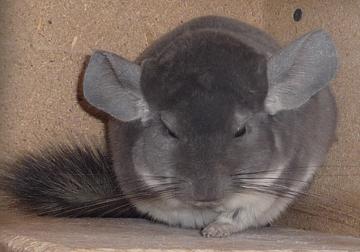 Chinchilla Vio ST Ebony Dark ST/AVT Ebony Hetero Avt Böckchen