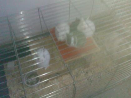Wünderschöne Kaninchenbabys