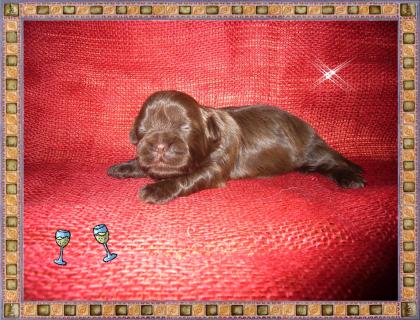 Shih Tzu Welpn in wunderschönen Farben auch in chocolate