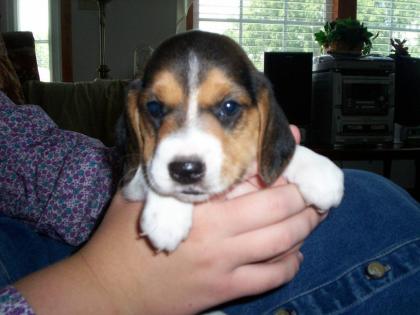 Männlich Beagle Welpen bereit für ein neues Haus .