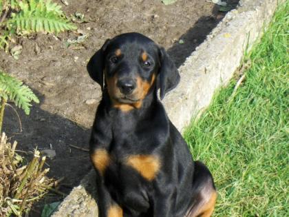 Dobermannwelpe Hündin mit Papieren