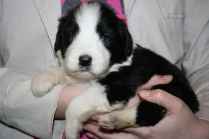 Bearded Collie Welpen günstig abzugeben