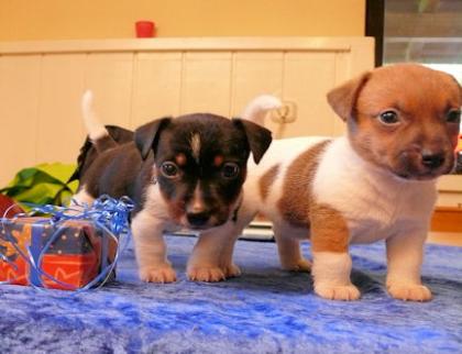 Freche Jack Russell Terrier-Welpen aus Bayern