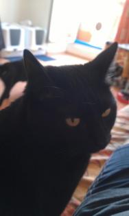 Suche Katzenbetreuung zu Hause auf gegenseitigkeit oder eine bezahlbare betreuu