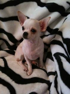 Chihuahua Rüde