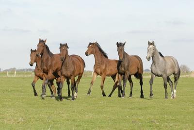 Reitanlage Plath bietet Weidepension auf saftigen Salzwiesen auf der Insel Poel