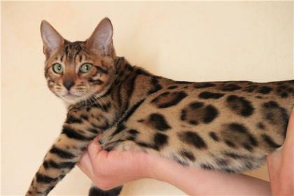 Bengalkatzen Bengalkatze Bengalen