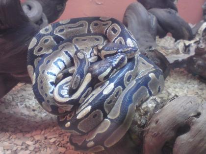 KÖnigspython 1. 1 regius von 2022