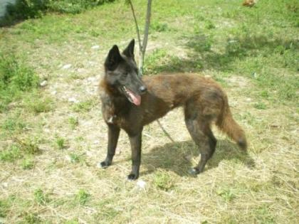 Sanfte verschmuste belgische Schäferhundmix - Hündin