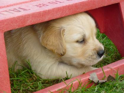Golden Retriever Welpen