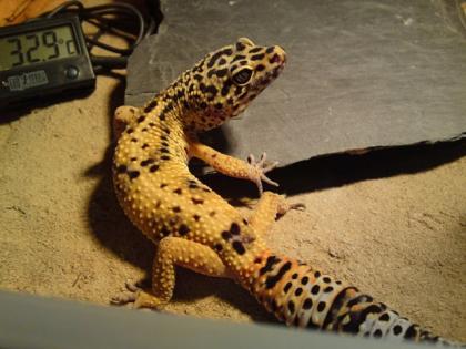 1 3 Leopardgeckos und 2 Terrarien abzugeben auch einzeln