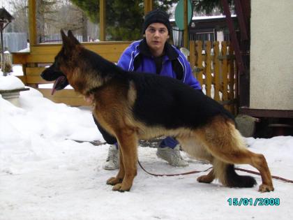 Schäferhund-Hündin umst. abzugeben