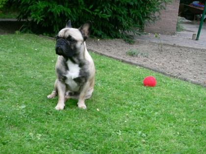 Französische Bulldogge - Deckrüde