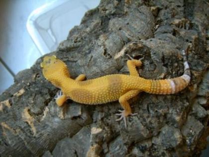Leopardgecko DNZ 2022 APTOR Sunglow SHCT Tremper Las Vegas