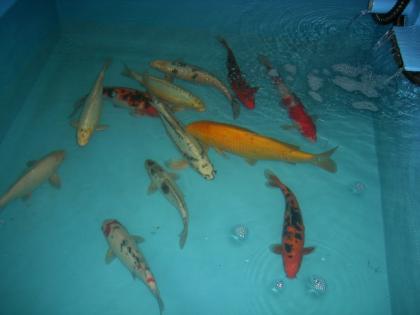 20 Koi s verschiedene größen.