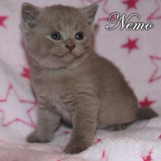 Nemo sucht dich als Dosis