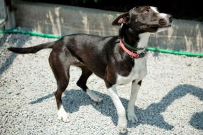 Dora - wenn sie noch länger auf der Straße hätte bleiben müssen wäre sie elendi