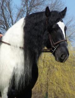 Irish Tinker Stute Hengst und Wallach- 5-6 Jahre- 150cm- Falbe