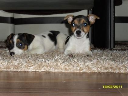 Jack Russel Terrier tricolor glatthaar kurzbein
