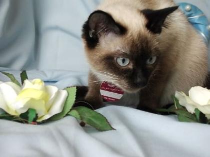 Unsere Kitten haben das licht der welt erblickt am 04. 05. 2022
