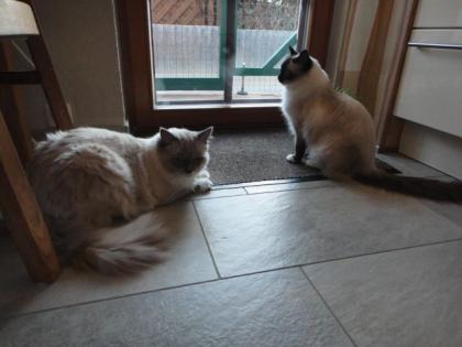 Schöner 2 jähriger blue-mitted Ragdollkater für die Zucht mit Stammbaum abz