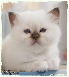 BIRMA BABYS AUS FAMILIÄRER HOBBYZUCHT
