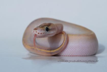 Python regius / Königspython ENZ 2022 - diverse Farbmorphen