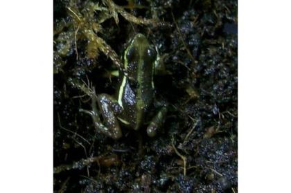Dreistreifenbaumsteiger Epipedobates tricolor