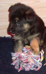 Cockerspaniel Welpen