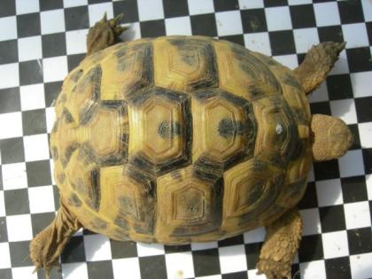 Griechische Landschildkröten THB NZ 2022/2009