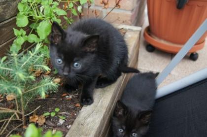 Schwarze Katzenbabys