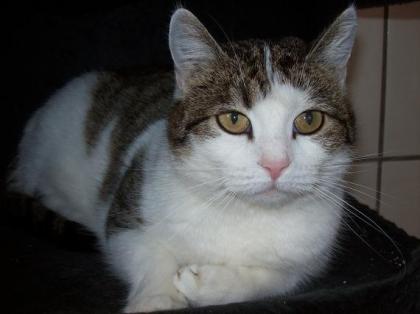 KATZENKINDER JUNGKATZEN UND ÄLTERE STUBENTIGER SUCHEN KUSCHELPLATZ