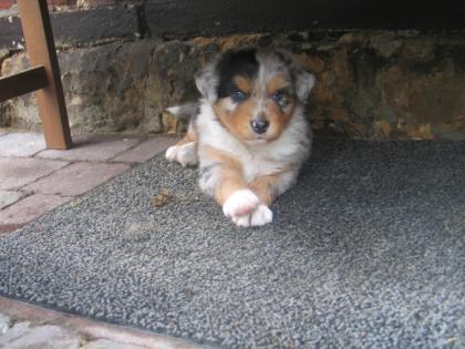 Australian-Shepherd-Welpe