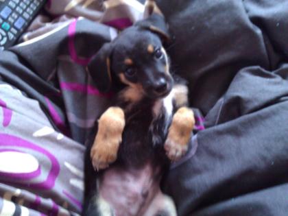 Jack Russel Welpen Jack Russel Mix Welpen Mix Mischlings Hunde
