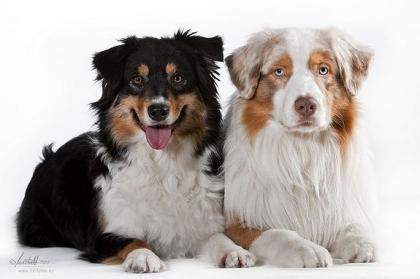 Bildschöne Australian Shepherd Welpen m. P.