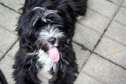 Tibet Terrier Welpen VDH/KTR