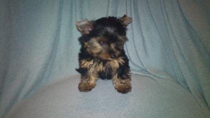 Terrier Welpen