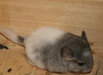 Chinchilla Jungtiere suchen DICH