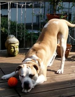 Hugo aus Köln Lindenthal vermisst