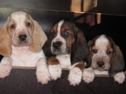 Basset Hound Welpen mit Papieren