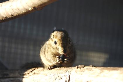 Streifenhörnchen