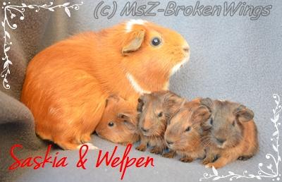 Ridgebacks von den Stars with Broken Wings