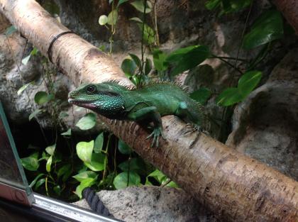 1. 0 Grüne Wasseragame