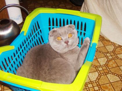 Deckkater Scottish Fold Faltohrkatze für BKH