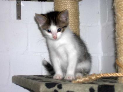Katzenbabys Leo und Luis schüchtern chancenlos