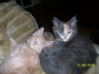 Maine Coon Kitten suchen ein neues Zuhause
