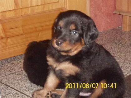 Anouk sucht neue Familie