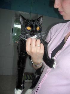 Junge liebe Katze Anna